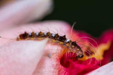 caterpillar