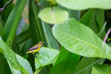 olive backed sunbird