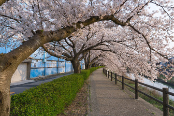 Sakura tunnel blooming at Fukura river, Tottori, Japan