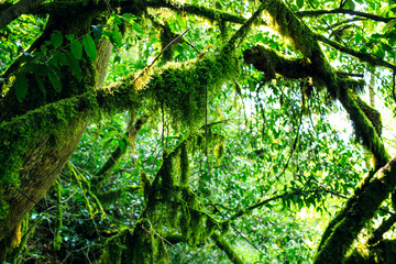 Fototapeta premium Old trees with lichen and moss in Russian forest