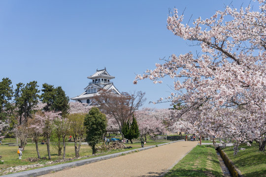 Nagahama castle with sakura blooming season