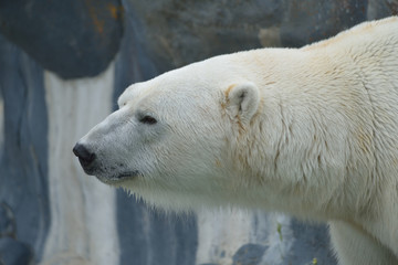 Polar Bear Portrait Closeup Against Rock