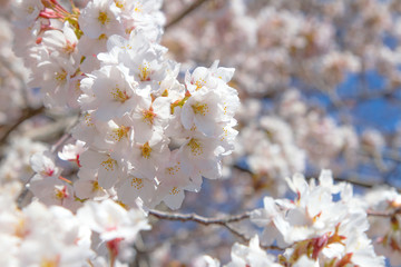 cherry blossom sakura flower bloom