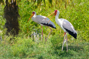 Yellow-billed stork (Mycteria ibis) standing on grass, the open beak