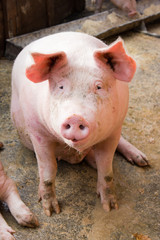 Pig in Nyiregyhaza zoo, Hungary