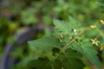 Small spider on leaf. A close up of the very small green spider on leaf