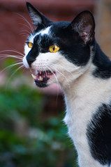 Cats, Alley Cats, Stray Cats