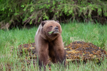 Fototapeta na wymiar Grizzly Bear in British Columbia Great Bear Rainforest