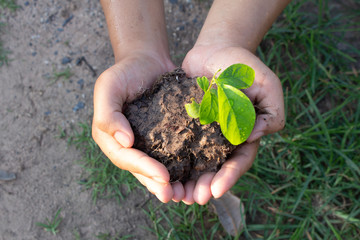 hands holding plant