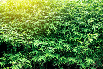 Bamboo leaf green background