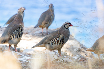 Rock partridge - Pheasant family - in Spetses Island near Hydra - Greece