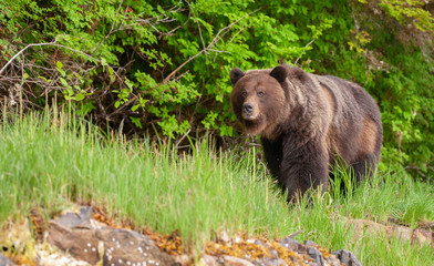 Grizzly Bear in British Columbia Great Bear Rainforest