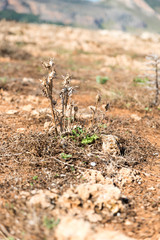 Typical Sicilian vegetation