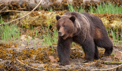 Grizzly Bear in British Columbia Great Bear Rainforest