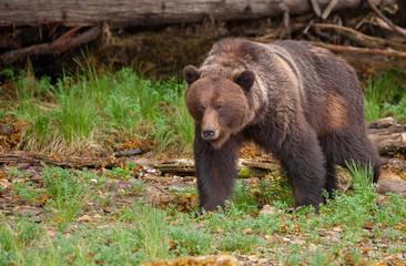 Fototapeta premium Grizzly Bear in British Columbia Great Bear Rainforest