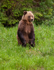Grizzly Bear in British Columbia Great Bear Rainforest