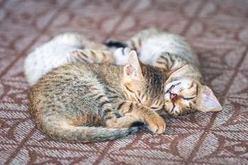 kitten cats sleeping together on a carpet