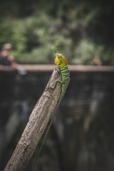 cameleon off the branch