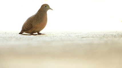 Red Collared Dove (Streptopelia tranquebarica) on a white background