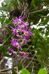 purples orchid background with green leaf 