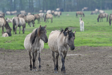 Wildpferde im Merfelder Bruch
