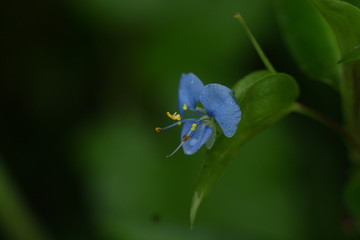 Purple grass flower in meadow.
