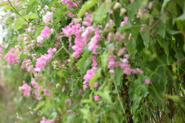 pink flower near by the rural road 