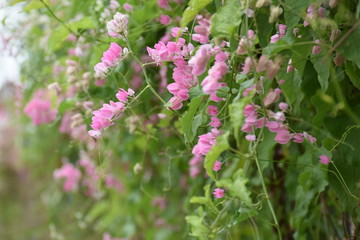 pink flower near by the rural road 