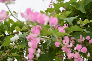 pink flower near by the rural road 