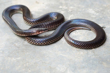 Snakes on the cement floor, copy space
