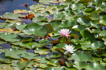 Closeup of white and pink water lilies flowers