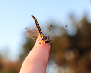 Dragon fly on finger in sunset