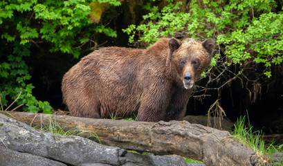 Grizzly Bear in British Columbia Great Bear Rainforest