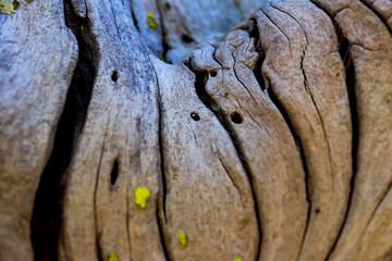 Natural texture of an old tree with green moss