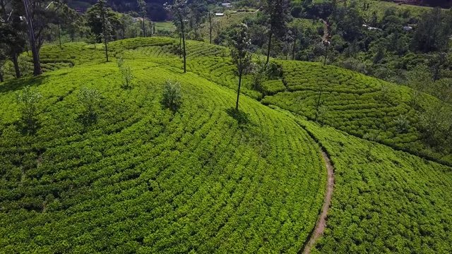 Mountains of tea fields in Sri Lanka
