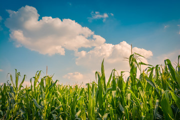 green corn field and blue sky