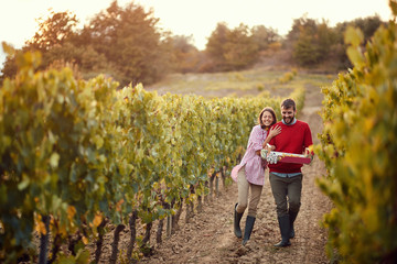 Autumn vineyards. Wine and grapes. Couple winemakers walking in between rows of vines.