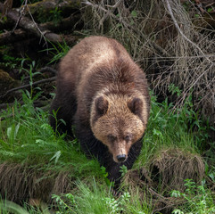 Naklejka na ściany i meble Grizzly Bear in British Columbia Great Bear Rainforest