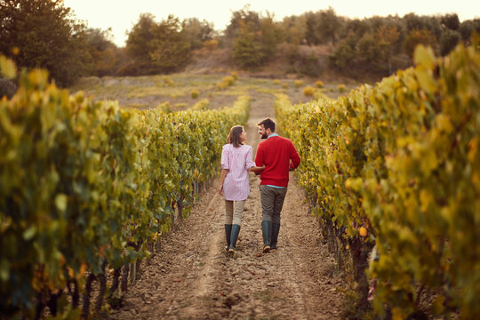 Autumn vineyards. Wine and grapes. couple walking in between rows of vines.