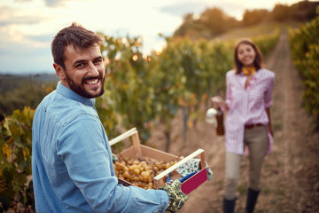 Grape Vineyard fields. Grape harvesting. smiling man harvesting grapes on vineyard.