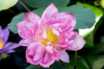 Blooming Lotus Flower or Water Lily in the park.