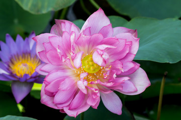 Fototapeta premium Blooming Lotus Flower or Water Lily in the park.