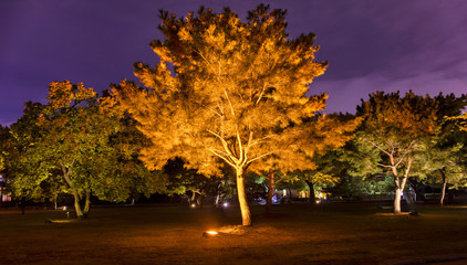 Naklejka premium autumn in the park 