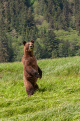 Grizzly Bear in British Columbia Great Bear Rainforest