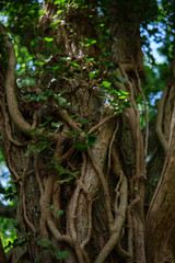 Photo of a tree with branches and vines twisted all together, dancing tree. Summertime in Stenshuvud, Österlen, Sweden
