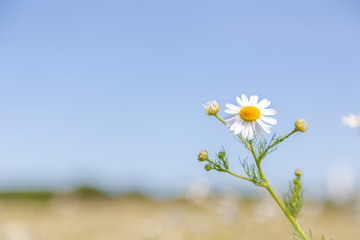 daisies on background of blue sky