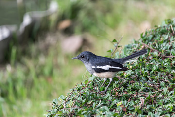 Obraz premium Cute little bird, Close up on bird.