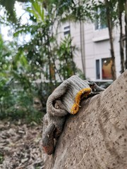 Left gardening glove on tree