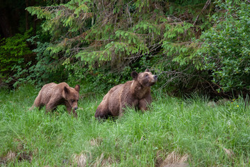 Grizzly Bear in British Columbia Great Bear Rainforest