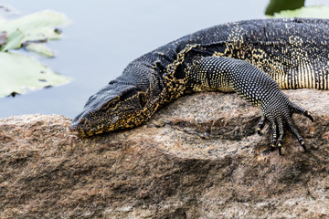 Naklejka premium Varanus salvator Lying on a rock in the park.